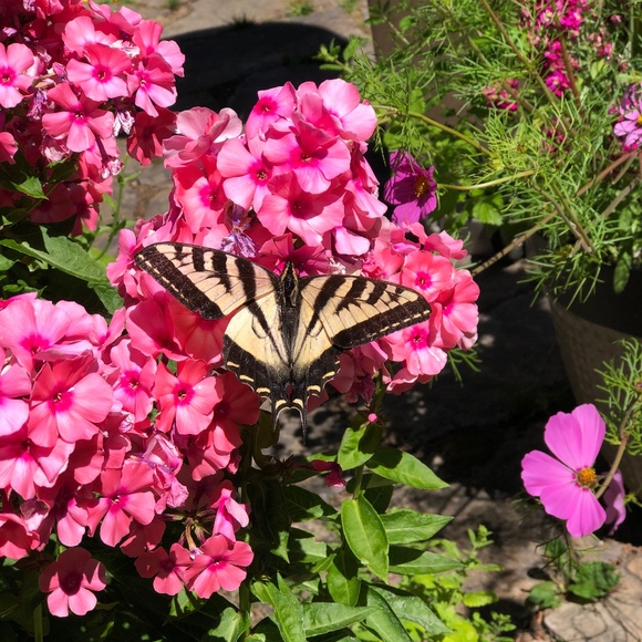 Meet your Posher, MisoVintageGirl 👗 - Picture 2 of 5